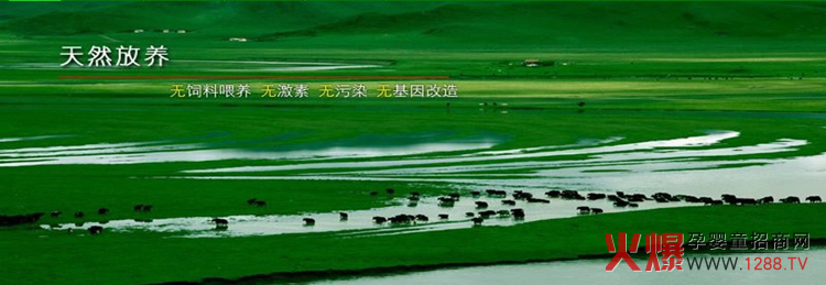 ��ǧ����ţ����ô��