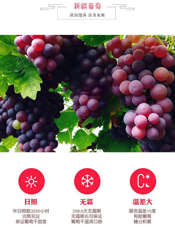 巴瑪熊香妃紅葡萄干 (9).jpg