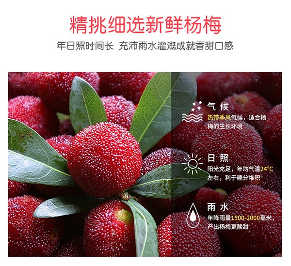 巴瑪熊冰糖楊梅 (8).jpg